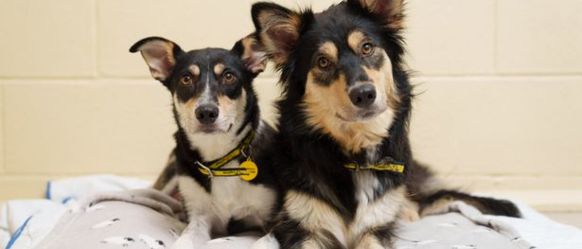 ISPCA-two_dogs_for_adoption-news