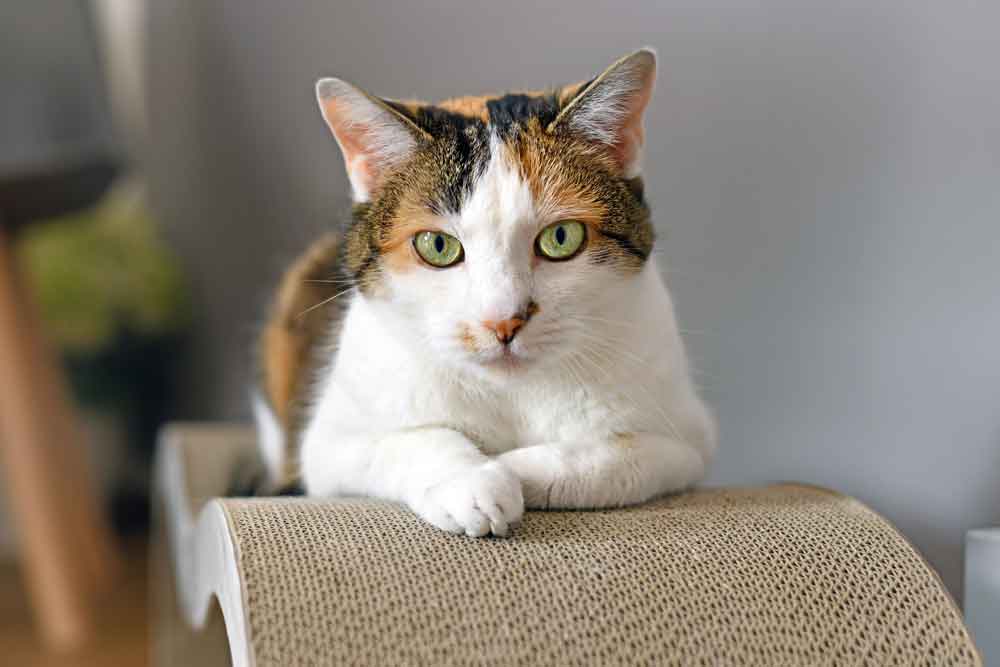 cat_in_couch-rehoming_a_pet-ISPCA