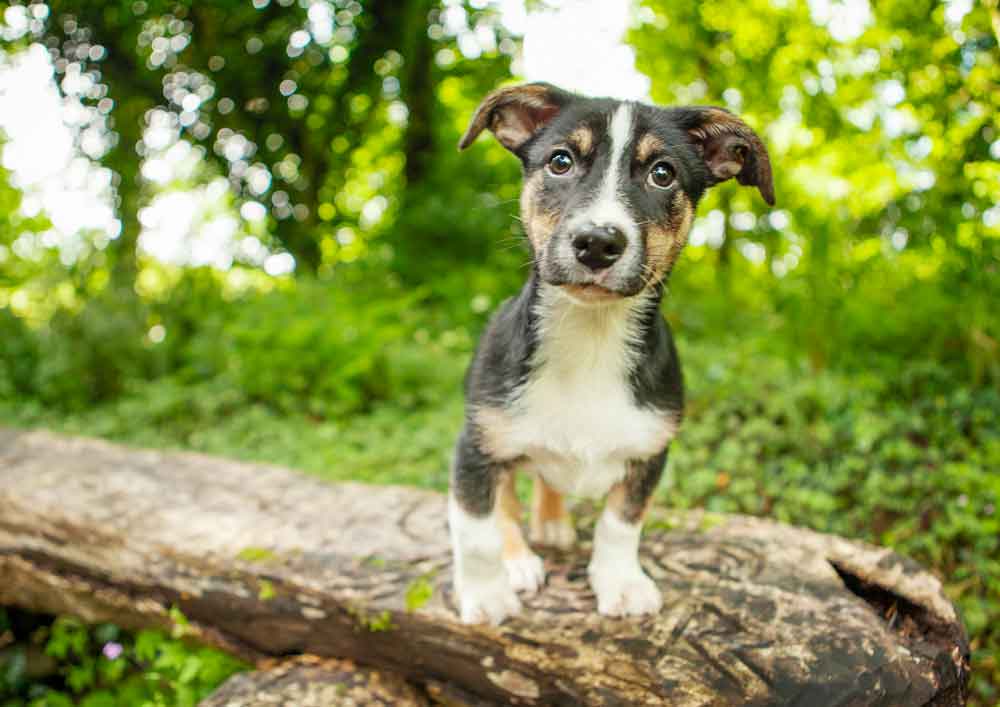 puppy_on_the_outdoors-rehoming_a_pet-ISPCA