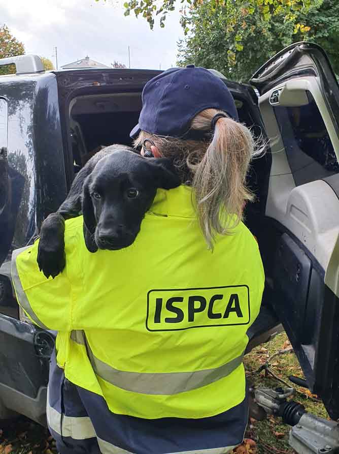 ISPCA_Volunteer_rescuing_dog