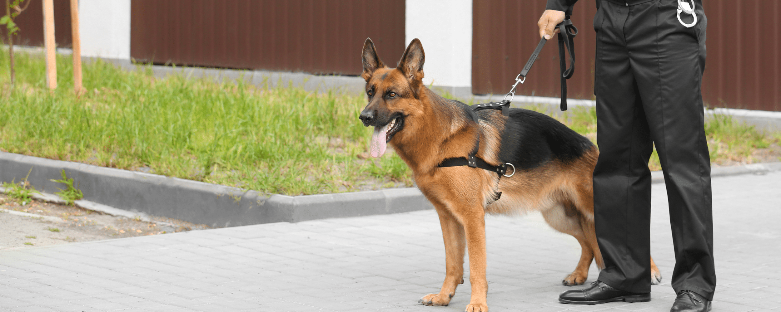 Guard Dog Register Information | Register your Guard Dog