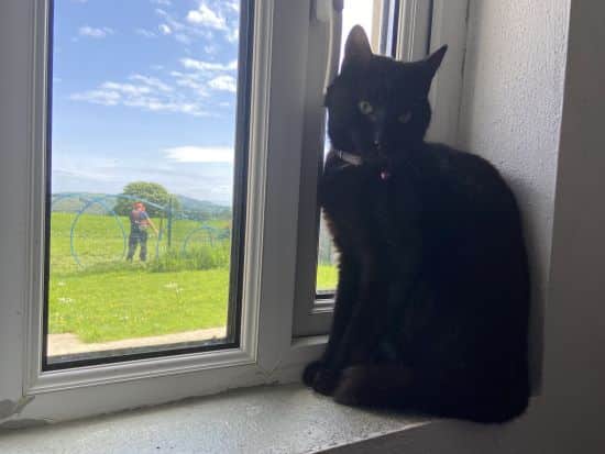 Sunny- A black female cat