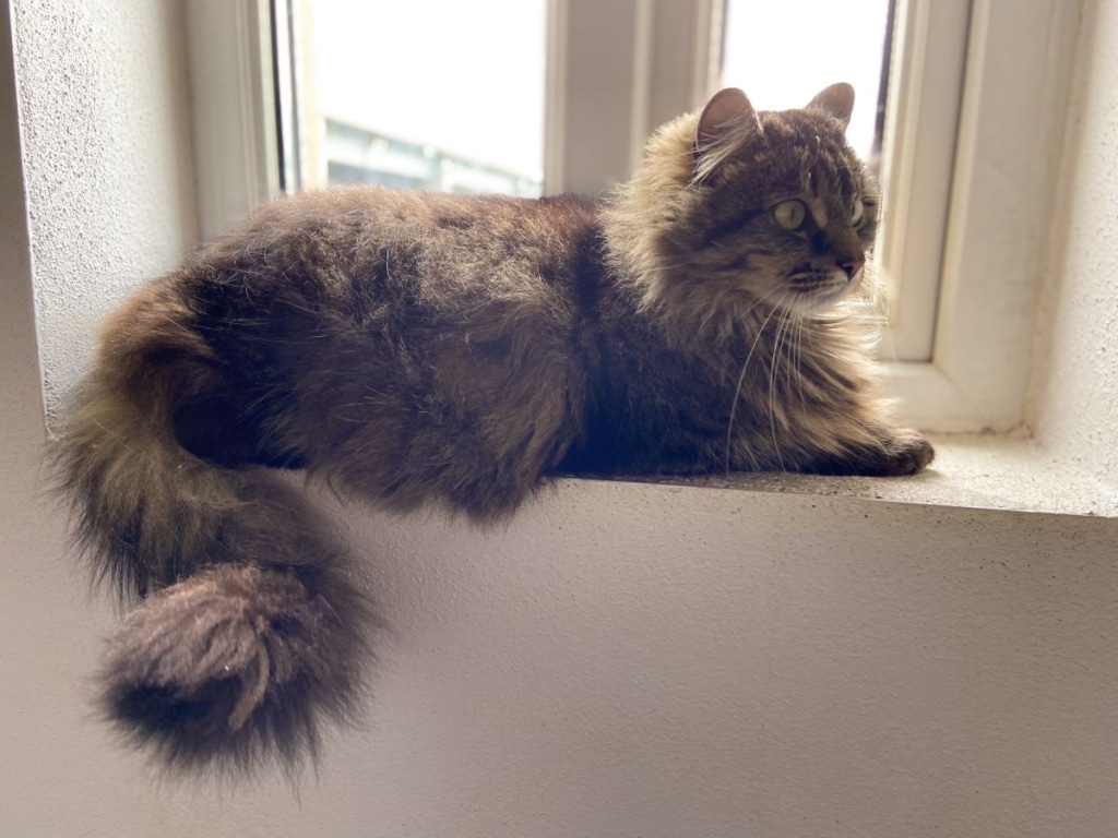 Fifi- Tabby Cat