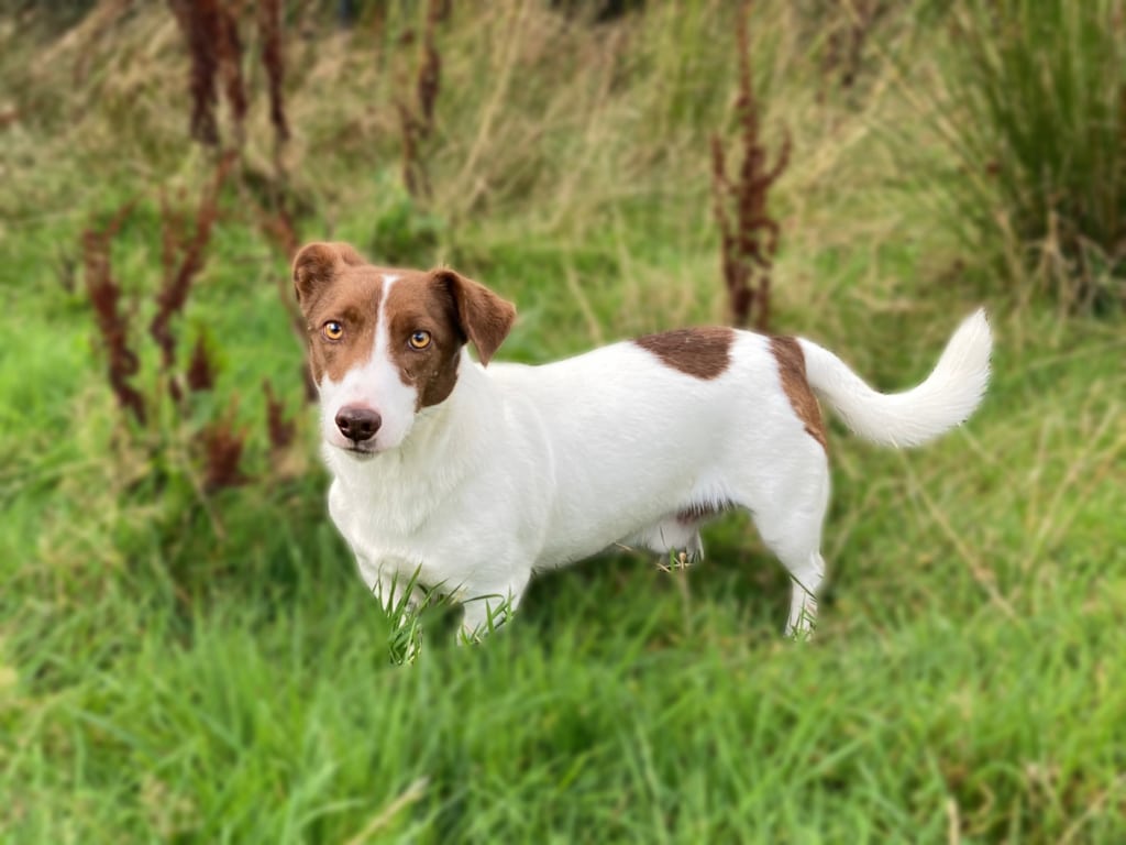 Ace - Dog To Adopt With Ispca