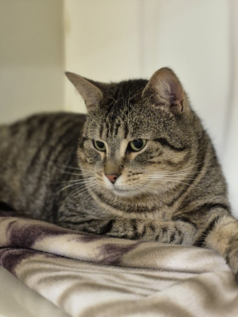 Goku is a lovely large friendly cat who loves cuddles. He does not mix well with other cats so would have to be homed on his own. if you are interested in Goku please give us a call...
