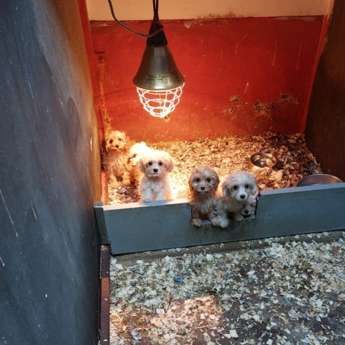 Puppies in a cold enclosure.